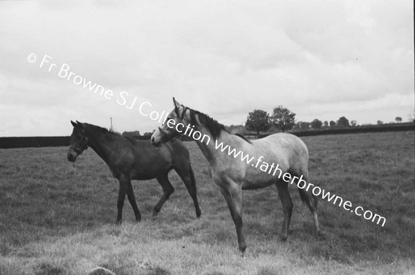 SHESLOON STUD   HORSES WITH ANDY MURRAY THE STUD GROOM